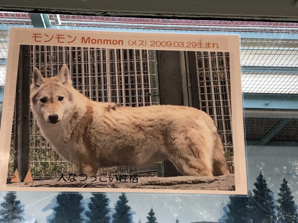 天王寺動物園オオカミ