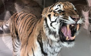 天王寺動物園アムールトラ
