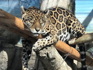 天王寺動物園ヒョウ