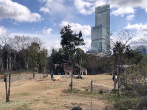 天王寺動物園キリン