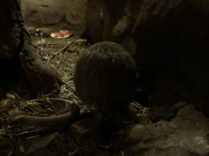 天王寺動物園キウイ
