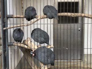 天王寺動物園鳥