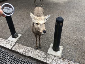 奈良公園の鹿