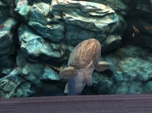 マリンワールド海の中道 魚
