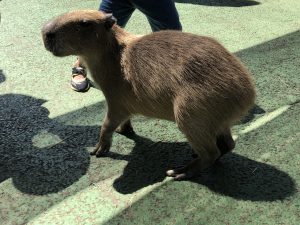 伊豆シャボテン公園カピバラ