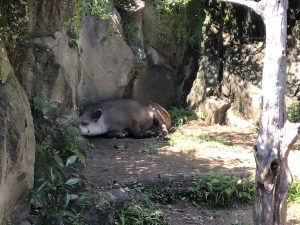 伊豆シャボテン公園バク2