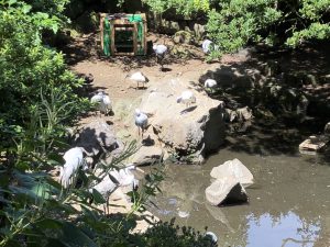 伊豆シャボテン公園鳥1