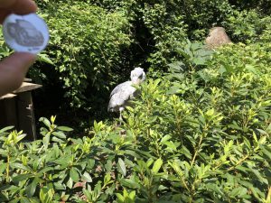 伊豆シャボテン公園ハシビロコウ
