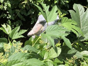 伊豆シャボテン公園ハシビロコウ2