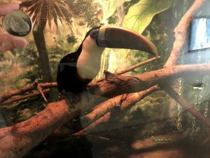 伊豆シャボテン公園オオハシ