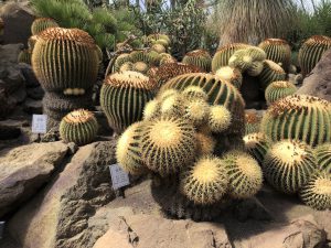 伊豆シャボテン公園サボテン2
