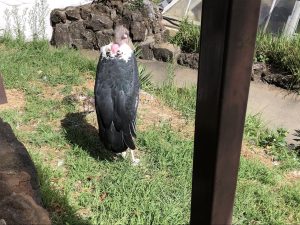 伊豆シャボテン公園鳥4