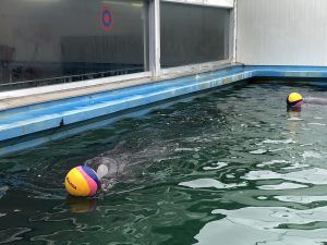 伊勢シーパラダイスイルカ1