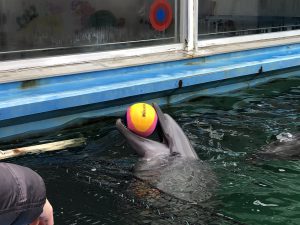 伊勢シーパラダイスイルカ2
