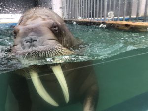 伊勢シーパラダイスセイウチ