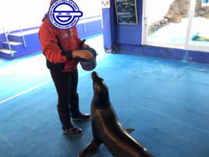 伊勢シーパラダイスアシカ