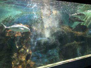 伊勢シーパラダイス回遊魚