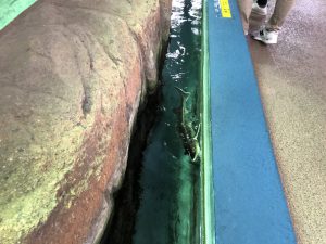 伊勢シーパラダイスチョウザメ