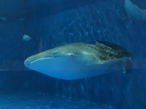 かごしま水族館 ジンベイザメ