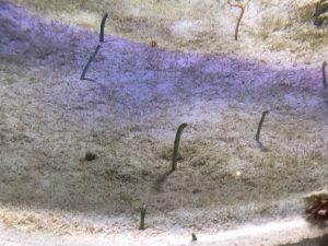 かごしま水族館 チンアナゴ