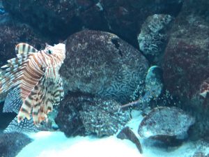 かごしま水族館 カサゴとエビ