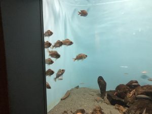 かごしま水族館 展示