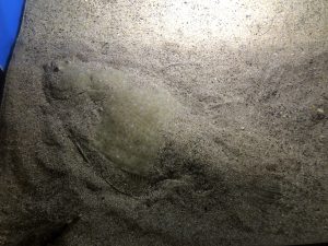 かごしま水族館 ひらめ