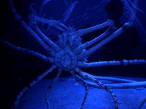 かごしま水族館 タカアシガニ