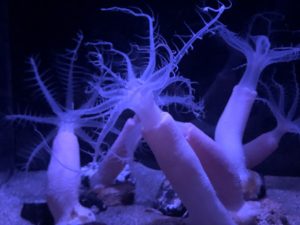 かごしま水族館 水族館