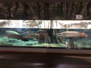 かごしま水族館