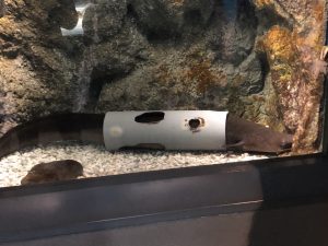 長崎ペンギン水族館 うなぎ