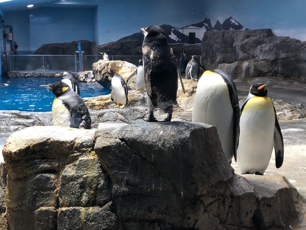 長崎ペンギン水族館　ペンギン