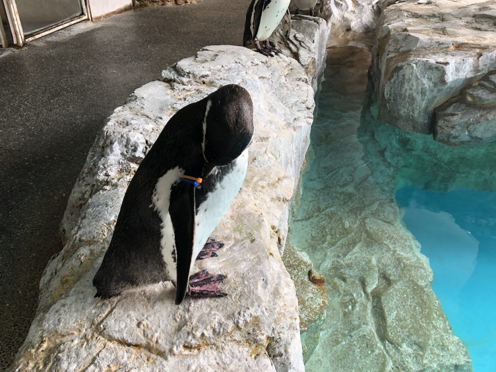 長崎ペンギン水族館　ペンギン