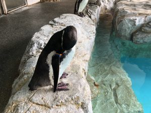長崎ペンギン水族館 ペンギン