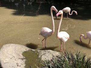 長崎バイオパーク フラミンゴ