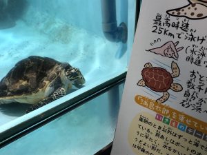 ☆福岡☆マリンワールド海の中道☆イルカ赤☆記念メダル☆茶平工業 s