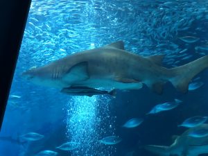マリンワールド海の中道 サメ