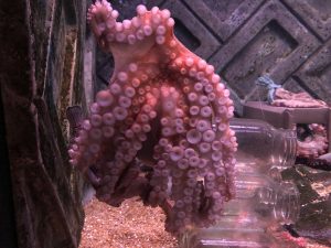 マリーンパレス水族館うみたまご タコ