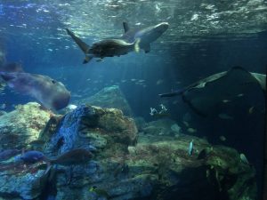 マリーンパレス水族館うみたまご 水槽