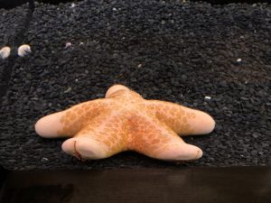マリーンパレス水族館うみたまご ヒトデ