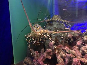 マリーンパレス水族館うみたまご エビ