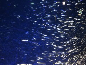 マリーンパレス水族館うみたまご イワシ