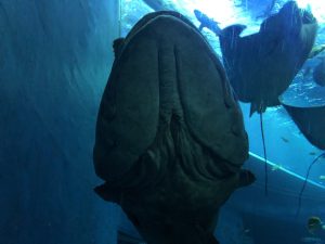 マリーンパレス水族館うみたまご