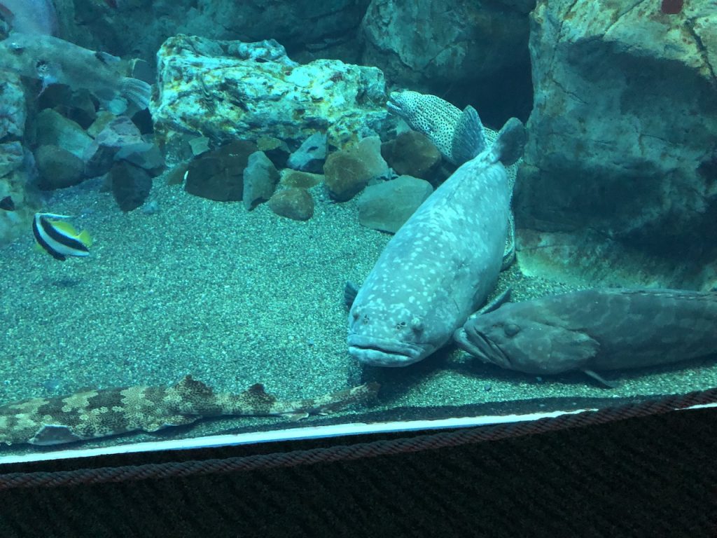 マリーンパレス水族館うみたまご　魚