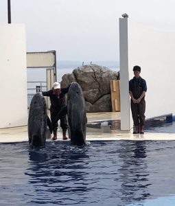 マリーンパレス水族館うみたまご いるか