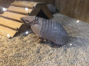 マリーンパレス水族館うみたまご アルマジロ
