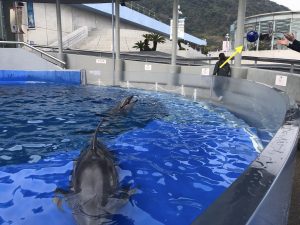 マリーンパレス水族館うみたまご イルカとキャッチボール