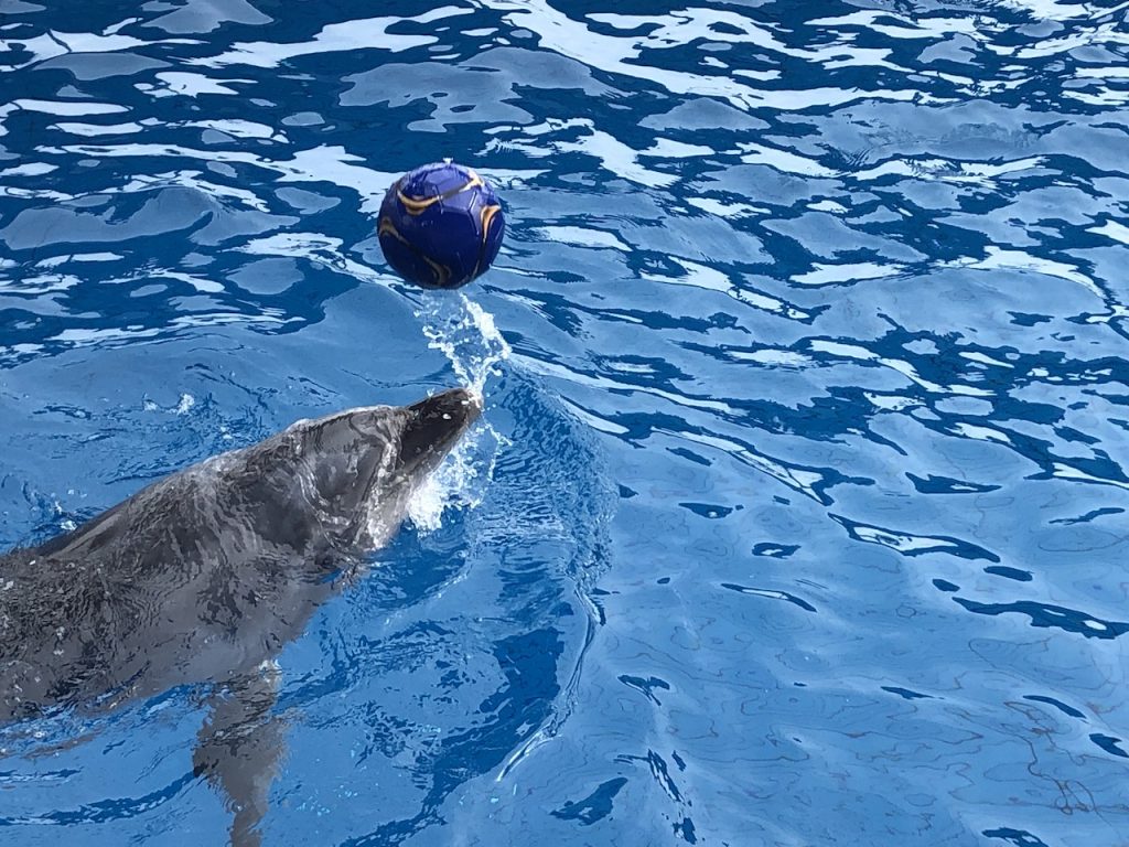 マリーンパレス水族館うみたまご　イルカとキャッチボール