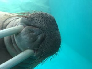 マリーンパレス水族館うみたまご トド