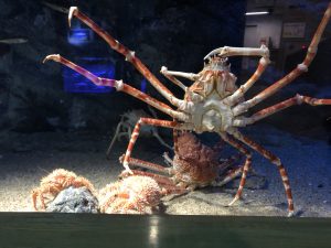 マリーンパレス水族館うみたまご タカアシガニ